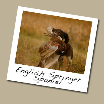 English Springer Spaniel Dog Breed