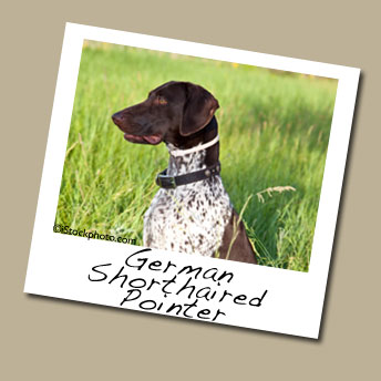 German Shorthaired Pointer Dog Breed